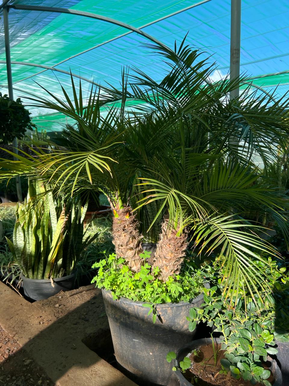 Phoenix roebelenii Double tronc - Vue principale